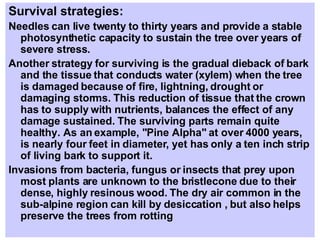 Survival strategies:  Needles can live twenty to thirty years and provide a stable photosynthetic capacity to sustain the tree over years of severe stress.  Another strategy for surviving is the gradual dieback of bark and the tissue that conducts water (xylem) when the tree is damaged because of fire, lightning, drought or damaging storms. This reduction of tissue that the crown has to supply with nutrients, balances the effect of any damage sustained. The surviving parts remain quite healthy. As an example, "Pine Alpha" at over 4000 years, is nearly four feet in diameter, yet has only a ten inch strip of living bark to support it.  Invasions from bacteria, fungus or insects that prey upon most plants are unknown to the bristlecone due to their dense, highly resinous wood. The dry air common in the sub-alpine region can kill by desiccation , but also helps preserve the trees from rotting 