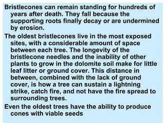 Bristlecones can remain standing for hundreds of years after death. They fall because the supporting roots finally decay or are undermined by erosion.  The oldest bristlecones live in the most exposed sites, with a considerable amount of space between each tree. The longevity of the bristlecone needles and the inability of other plants to grow in the dolomite soil make for little leaf litter or ground cover. This distance in between, combined with the lack of ground cover, is how a tree can sustain a lightning strike, catch fire, and not have the fire spread to surrounding trees.  Even the oldest trees have the ability to produce cones with viable seeds 