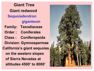 Giant Tree Giant redwood Sequoiadendron giganteum Family:  Taxodiaceae Order :  Coniferales Class :  Coniferopsida Division: Gymnospermae California’s giant sequoias on the western slopes of Sierra Nevadas at  altitudes 4500’ to 8000’ 