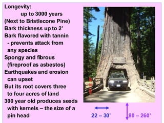 Longevity:  up to 3000 years (Next to Bristlecone Pine) Bark thickness up to 2’ Bark flavored with tannin - prevents attack from any species Spongy and fibrous (fireproof as asbestos) Earthquakes and erosion  can upset But its root covers three to four acres of land  300 year old produces seeds  with kernels – the size of a pin head  22 – 30’  80 – 260’   