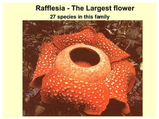 Rafflesia - The Largest flower  27 species in this family 