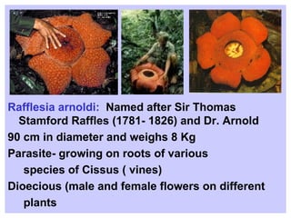 Rafflesia arnoldi:   Named after Sir Thomas Stamford Raffles (1781- 1826) and Dr. Arnold 90 cm in diameter and weighs 8 Kg Parasite- growing on roots of various  species of Cissus ( vines) Dioecious (male and female flowers on different plants  