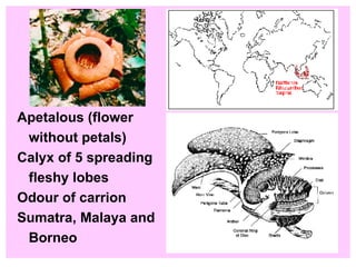 Apetalous (flower  without petals) Calyx of 5 spreading  fleshy lobes Odour of carrion Sumatra, Malaya and Borneo 