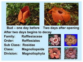 Bud – one day before  Two days after opening After two days begins to decay  Family:  Rafflesiaceae  Order:  Refflesiales Sub Class:  Rosidae Class:  Magnoliopside Division:  Magnoliophyta 