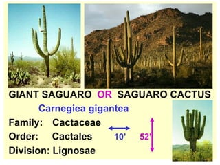 GIANT SAGUARO  OR   SAGUARO CACTUS Carnegiea gigantea   Family:   Cactaceae Order:  Cactales  10’   52’ Division: Lignosae 