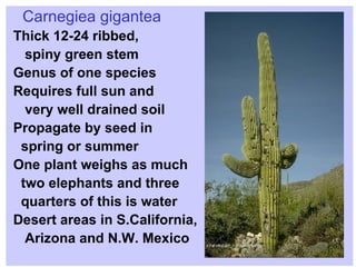 Carnegiea gigantea Thick 12-24 ribbed,  spiny green stem  Genus of one species Requires full sun and  very well drained soil Propagate by seed in spring or summer One plant weighs as much  two elephants and three quarters of this is water Desert areas in S.California, Arizona and N.W. Mexico 