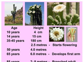 Age  Height  10 years  4  cm 14 years  15 cm 35-45 years  180 cm  2.5 metres  -  Starts flowering 50 years  4.0 metres 65 years  6.0 metres  -  Develops first arm  85 years  7- 8 metres -  Branched adult 