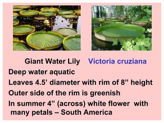 Giant Water Lily  Victoria cruziana Deep water aquatic  Leaves 4.5’ diameter with rim of 8” height Outer side of the rim is greenish In summer 4” (across) white flower  with many petals – South America  