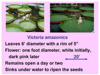 Victoria amazonica Leaves 6’ diameter with a rim of 5” Flower: one foot diameter, white initially,  dark pink later  20’ Remains open a day or two  Sinks under water to ripen the seeds 