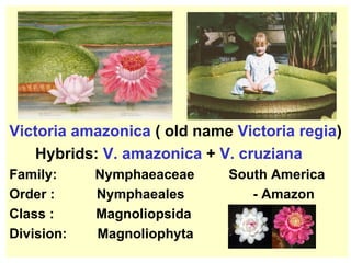 Victoria amazonica  ( old name  Victoria regia ) Hybrids:  V. amazonica  +  V. cruziana Family:  Nymphaeaceae  South America  Order :  Nymphaeales  - Amazon Class :  Magnoliopsida  Division:  Magnoliophyta  