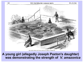 A young girl (allegedly Joseph Paxton's daughter) was demonstrating the strength of  V. amazonica   