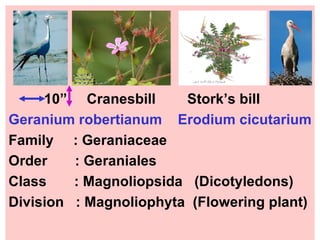 10”  Cranesbill  Stork’s bill Geranium robertianum  Erodium cicutarium Family  : Geraniaceae Order  : Geraniales Class  : Magnoliopsida  (Dicotyledons) Division  : Magnoliophyta  (Flowering plant) 