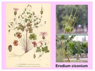Erodium ciconium 