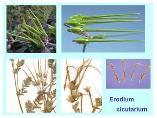 Erodium cicutarium 