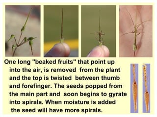 One long "beaked fruits" that point up into the air, is removed  from the plant  and the top is twisted  between thumb  and forefinger. The seeds popped from the main part and  soon begins to gyrate into spirals. When moisture is added the seed will have more spirals.  