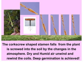 The corkscrew shaped stamen falls  from the plant is screwed into the soil by the changes in the  atmosphere. Dry and Humid air unwind and  rewind the coils. Deep germination is achieved!  