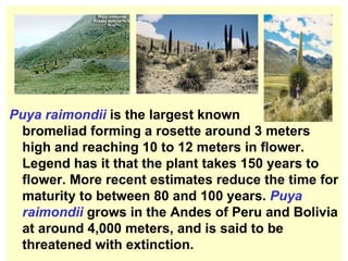 Puya raimondii  is the largest known bromeliad forming a rosette around 3 meters high and reaching 10 to 12 meters in flower.  Legend has it that the plant takes 150 years to flower. More recent estimates reduce the time for maturity to between 80 and 100 years.  Puya raimondii  grows in the Andes of Peru and Bolivia at around 4,000 meters, and is said to be threatened with extinction.  