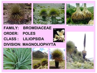 FAMILY:  BROMDIACEAE ORDER:  POLES CLASS :  LILIOPSIDA DIVISION: MAGNOLIOPHYTA  