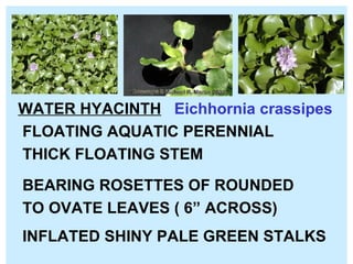 WATER HYACINTH   Eichhornia crassipes  FLOATING AQUATIC PERENNIAL THICK FLOATING STEM BEARING ROSETTES OF ROUNDED  TO OVATE LEAVES ( 6” ACROSS) INFLATED SHINY PALE GREEN STALKS  