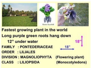 Fastest growing plant in the world   Long purple green roots hang down 12” under water  18” FAMILY  : PONTEDERIACEAE  18” ORDER  : LILIALES  DIVISION : MAGNOLIOPHYTA  (Flowering plant) CLASS  : LILIOPSIDA  (Monocotyledons) 