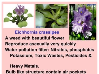 Eichhornia crassipes  A weed with beautiful flower  Reproduce asexually very quickly Water pollution filter: Nitrates, phosphates Potassium, Toxic Wastes, Pesticides &  Heavy Metals. Bulb like structure contain air pockets 