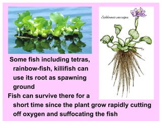 Some fish including tetras, rainbow-fish, killifish can use its root as spawning  ground Fish can survive there for a short time since the plant grow rapidly cutting  off oxygen and suffocating the fish  