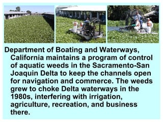Department of Boating and Waterways, California maintains a program of control of aquatic weeds in the Sacramento-San Joaquin Delta to keep the channels open for navigation and commerce. The weeds grew to choke Delta waterways in the 1980s, interfering with irrigation, agriculture, recreation, and business there.   