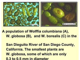A population of Wolffia columbiana (A),  W. globosa (B),  and W. borealis (C) in the  San Dieguito River of San Diego County,  California. The smallest plants are W. globosa, some of which are only  0.3 to 0.5 mm in diameter 