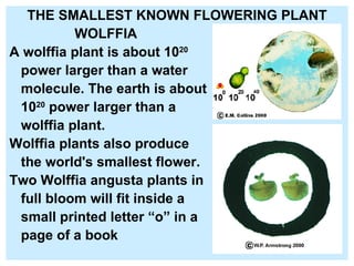 THE SMALLEST KNOWN FLOWERING PLANT WOLFFIA A wolffia plant is about 10 20   power larger than a water  molecule. The earth is about  10 20  power larger than a  wolffia plant. Wolffia plants also produce  the world's smallest flower.  Two Wolffia angusta plants in  full bloom will fit inside a  small printed letter “o” in a  page of a book  