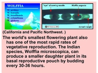 (California and Pacific Northwest. )   The world's smallest flowering plant also has one of the most rapid rates of vegetative reproduction. The Indian species, Wolffia microscopica, can produce a smaller daughter plant in its basal reproductive pouch by budding every 30-36 hours.  