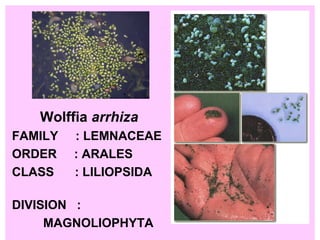 Wolffia  arrhiza FAMILY  : LEMNACEAE ORDER   :   ARALES   CLASS   : LILIOPSIDA   DIVISION  : MAGNOLIOPHYTA 