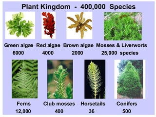 Plant Kingdom  -  400,000  Species Green algae  Red algae  Brown algae  Mosses & Liverworts 6000  4000  2000  25,000  species Ferns  Club mosses  Horsetails  Conifers 12,000  400  36  500 