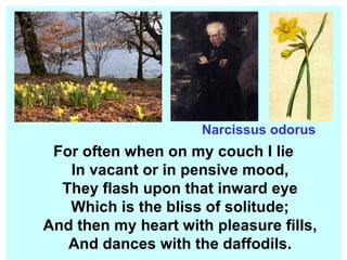 Narcissus odorus For often when on my couch I lie In vacant or in pensive mood, They flash upon that inward eye Which is the bliss of solitude; And then my heart with pleasure fills, And dances with the daffodils. 