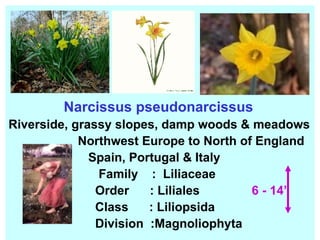 Narcissus pseudonarcissus Riverside, grassy slopes, damp woods & meadows Northwest Europe to North of England Spain, Portugal & Italy Family  :  Liliaceae Order  : Liliales  6 - 14” Class  : Liliopsida  Division  :Magnoliophyta 
