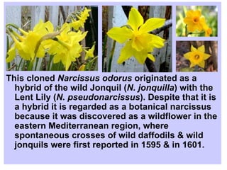 This cloned  Narcissus odorus  originated as a hybrid of the wild Jonquil ( N. jonquilla ) with the Lent Lily ( N. pseudonarcissus ). Despite that it is a hybrid it is regarded as a botanical narcissus because it was discovered as a wildflower in the eastern Mediterranean region, where spontaneous crosses of wild daffodils & wild jonquils were first reported in 1595 & in 1601. 