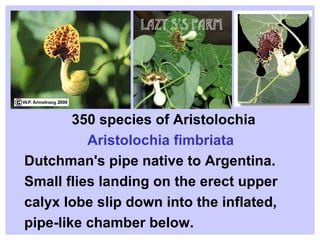 350 species of Aristolochia   Aristolochia fimbriata Dutchman's pipe native to Argentina.  Small flies landing on the erect upper  calyx lobe slip down into the inflated,  pipe-like chamber below. 