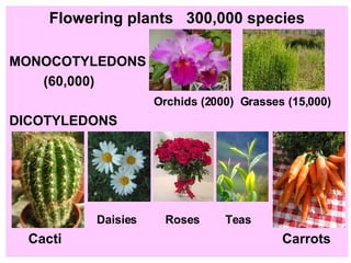 Flowering plants  300,000 species MONOCOTYLEDONS (60,000) Orchids (2000)  Grasses (15,000)   DICOTYLEDONS  Daisies  Roses  Teas  Cacti  Carrots 