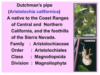 Dutchman's pipe   ( Aristolochia californica ) A native to the Coast Ranges of Central and  Northern  California, and the foothills  of the Sierra Nevada. Family  :  Aristolochiaceae Order  :  Aristolochiales Class  :  Magnoliopsida Division  :  Magnoliophyta 