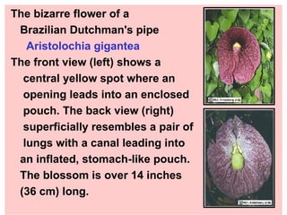 The bizarre flower of a  Brazilian Dutchman's pipe Aristolochia gigantea   The front view (left) shows a  central yellow spot where an  opening leads into an enclosed pouch. The back view (right)  superficially resembles a pair of lungs with a canal leading into  an inflated, stomach-like pouch.  The blossom is over 14 inches  (36 cm) long.  