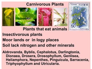    Carnivorous Plants Plants that eat animals Insectivorous plants Moor lands or  in logy places Soil lack nitrogen and other minerals Aldrovanda, Byblis, Cephalotus, Darlingtonia, Dionaea, Drosera, Drosophyllum, Genlisea, Heliamphora, Nepenthes, Pinguicula, Sarracenia, Triphyophyllum and Utricularia. 