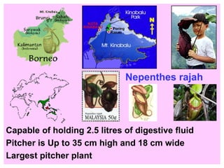 Nepenthes rajah Capable of holding 2.5 litres of digestive fluid Pitcher is Up to 35 cm high and 18 cm wide Largest pitcher plant 