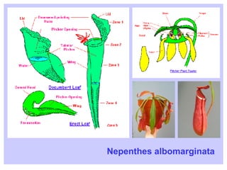Nepenthes albomarginata 