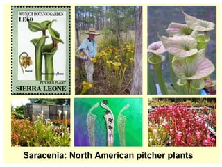 Saracenia: North American pitcher plants   
