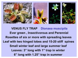 VENUS FLY TRAP  Dionaea muscipila  Ever green , Insectivorous and Perennial Rosettes of six or more with spreading leaves  Leaf with two hinged lobes and 15-20 stiff  spines Small winter leaf and large summer leaf Leaves: 3” long with 1” trap in winter 6” long with 1.25” trap in summer 