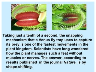 Taking just a tenth of a second, the snapping mechanism that a Venus fly trap uses to capture its prey is one of the fastest movements in the plant kingdom. Scientists have long wondered how the plant manages such a feat without muscles or nerves. The answer, according to results published  in the journal  Nature , is by shape-shifting.  