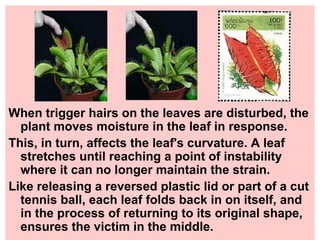 When trigger hairs on the leaves are disturbed, the plant moves moisture in the leaf in response. This, in turn, affects the leaf's curvature. A leaf stretches until reaching a point of instability where it can no longer maintain the strain. Like releasing a reversed plastic lid or part of a cut tennis ball, each leaf folds back in on itself, and in the process of returning to its original shape, ensures the victim in the middle.  