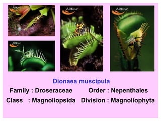 Dionaea muscipula Family : Droseraceae  Order : Nepenthales Class  : Magnoliopsida  Division : Magnoliophyta 