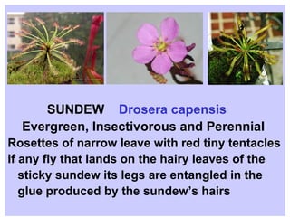 SUNDEW  Drosera capensis Evergreen, Insectivorous and Perennial Rosettes of narrow leave with red tiny tentacles If any fly that lands on the hairy leaves of the  sticky sundew its legs are entangled in the glue produced by the sundew’s hairs  