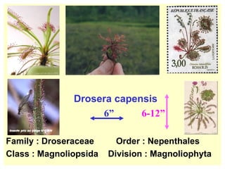 Drosera capensis   6”  6-12” Family : Droseraceae  Order : Nepenthales Class : Magnoliopsida  Division : Magnoliophyta 