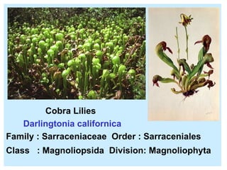 Cobra Lilies  Darlingtonia californica Family : Sarraceniaceae  Order : Sarraceniales Class  : Magnoliopsida   Division: Magnoliophyta 